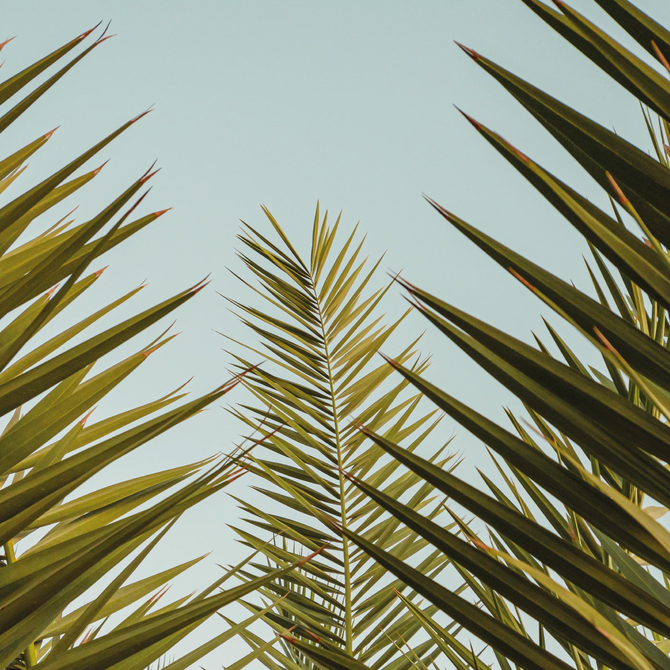palm